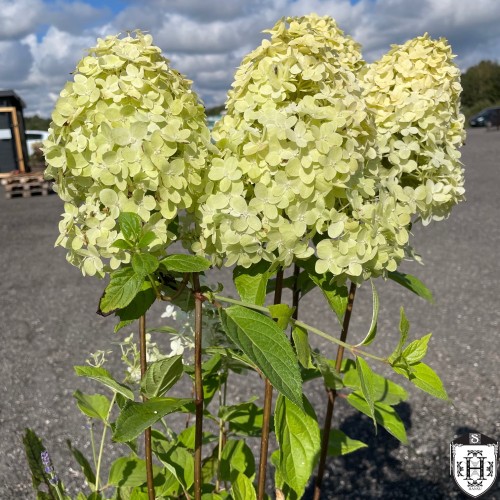 Hydrangea paniculata 'Pandora' - Aedhortensia 'Pandora' C5/5L